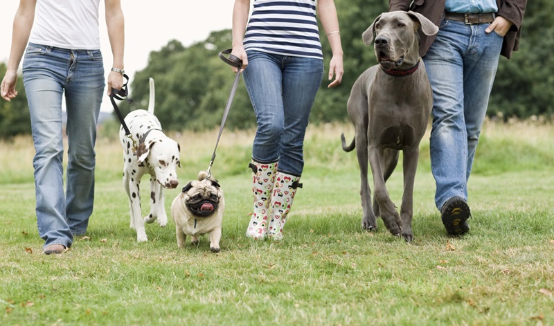 ordenanza-tenencia-animales