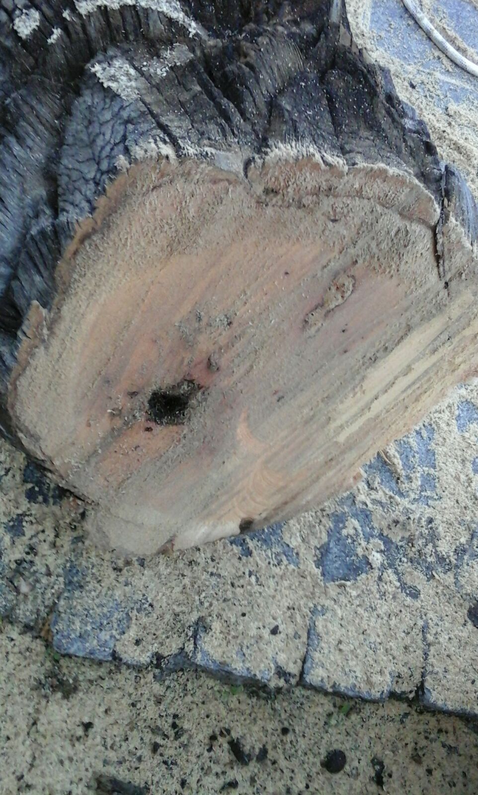 En la fotografía se observa la pudrición interna en el tronco