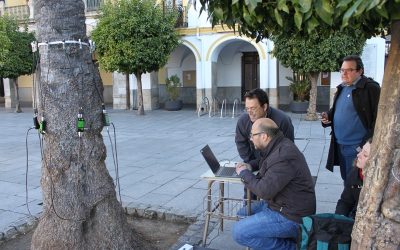 Técnicos de Parques y Jardines han analizado el estado de salud de las palmeras de la Plaza de España