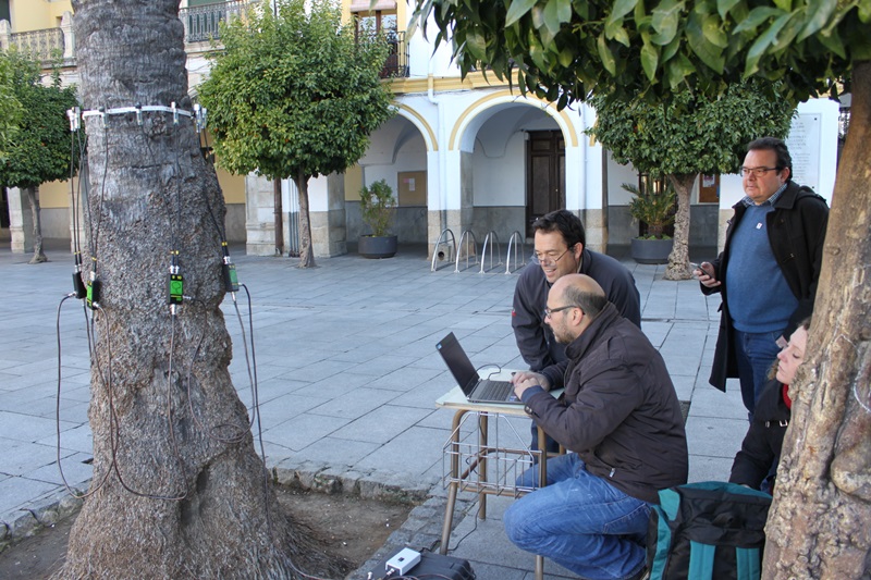 Técnicos de Parques y Jardines han analizado el estado de salud de las palmeras de la Plaza de España