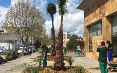 Parques y Jardines plantará 47 palmeras y sigue recuperando el entorno del casco urbano y barriadas