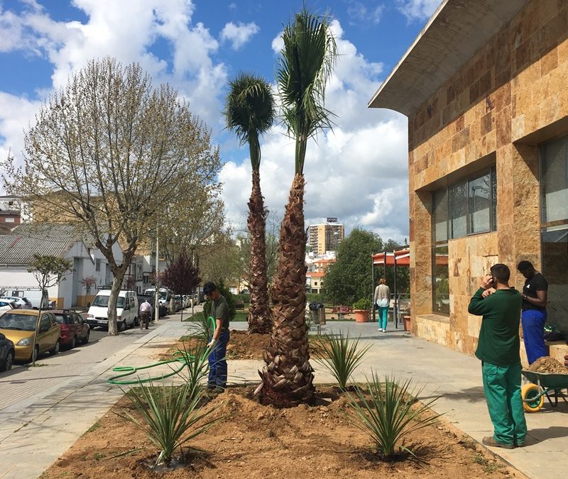Parques y Jardines plantará 47 palmeras y sigue recuperando el entorno del casco urbano y barriadas