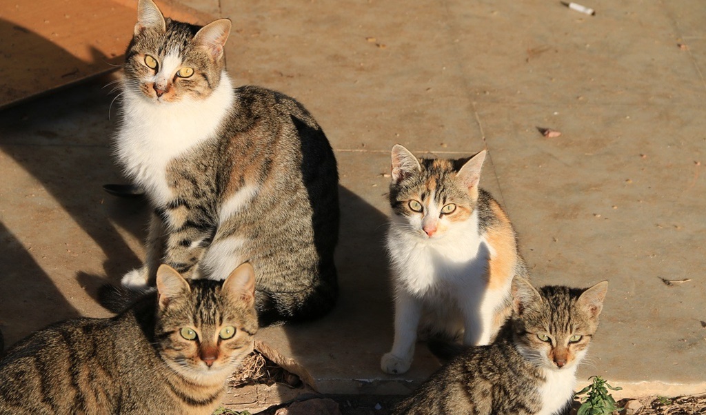 El Ayuntamiento de Mérida hace un llamamiento a los ciudadanos para el control y protección de colonias felinas