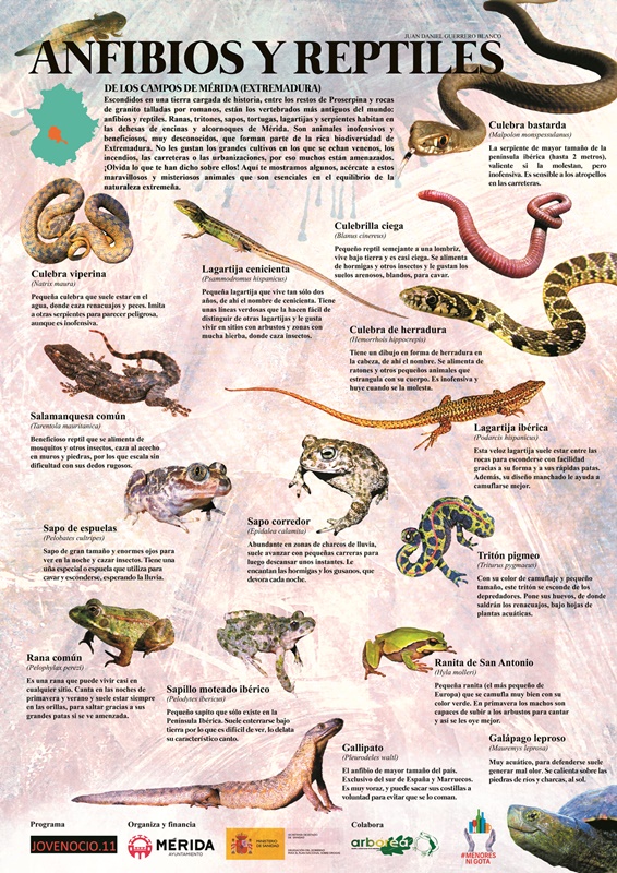 Mes de las Aves Cartel Anfibios y Reptiles