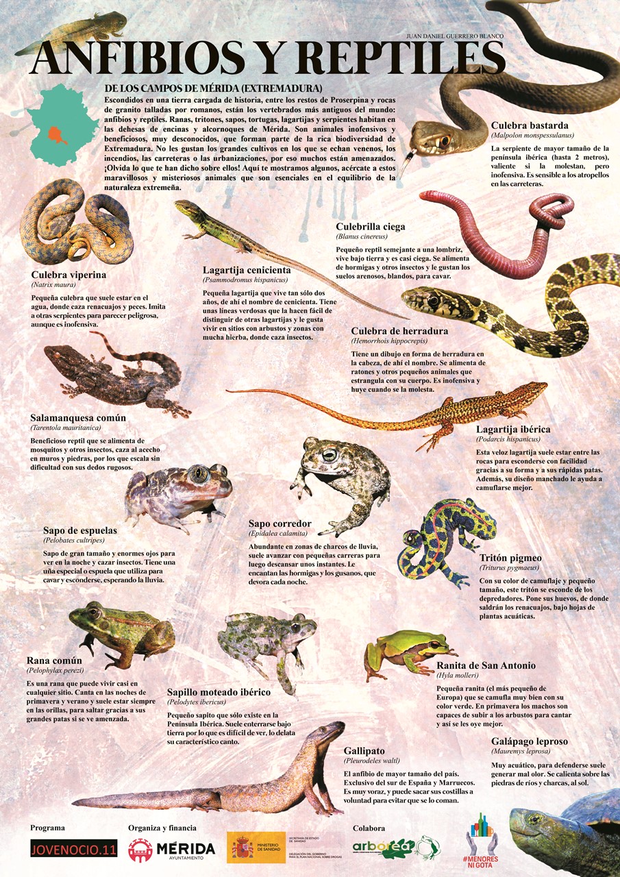 2021-mes-aves-cartel2