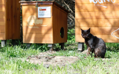 El Ayuntamiento colabora en la formación de voluntarios y cuidadores de colonias felinas