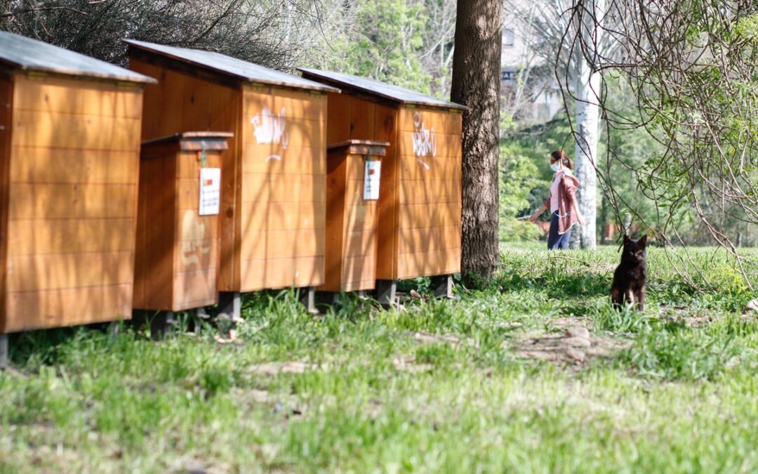 Voluntarios y cuidadores de colonias felinas podrán formarse en un curso que tratará buenas prácticas, cuidados y salud