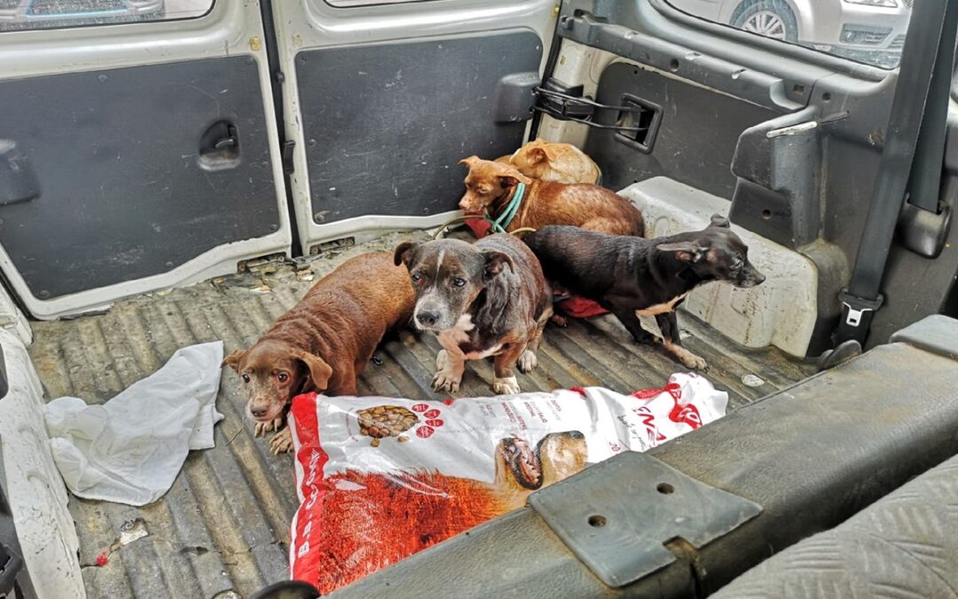 El Ayuntamiento impulsa un plan de identificación de canes así como de lucha contra el abandono y fomento de la adopción con la colaboración y apoyo del voluntariado y asociaciones de protección animal