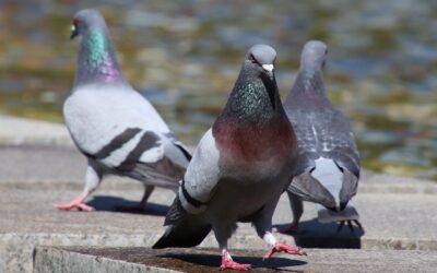 El Ayuntamiento de Mérida solicitó en 2024 un informe a Salud Pública para poder obtener una autorización judicial que permitiese actuar en viviendas abandonadas de propiedad privada con sobrepoblación de palomas