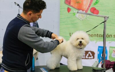 Más de 800 ejemplares estarán el próximo fin de semana en la Exposición Nacional e Internacional Canina de Mérida en IFEME