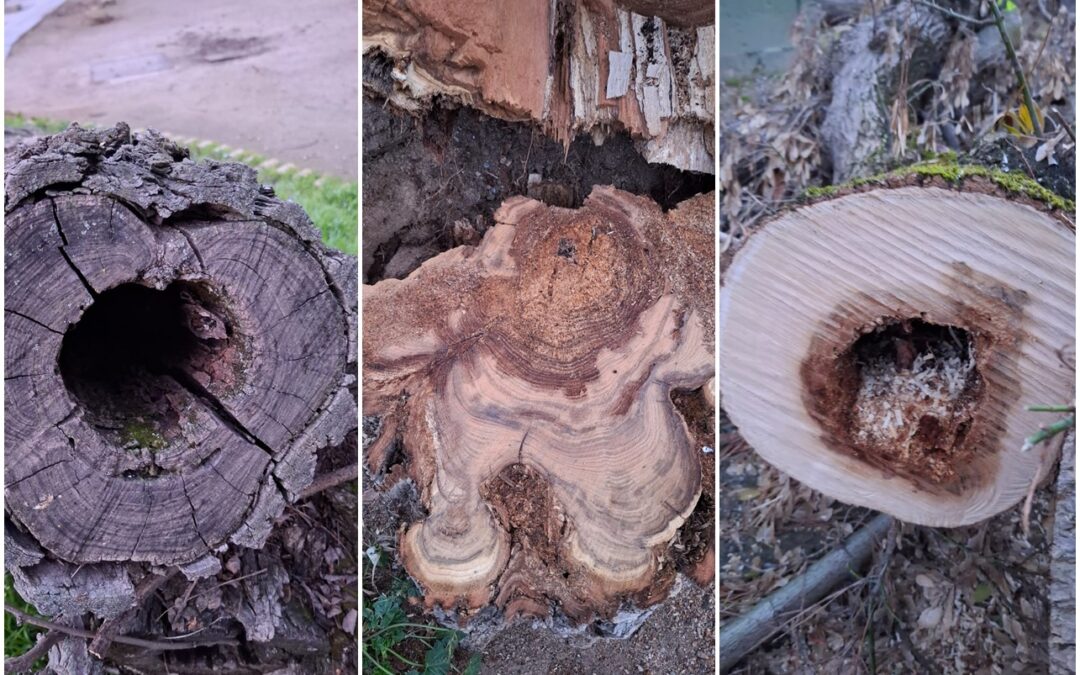 El análisis de los troncos de varios árboles del Parque López de Ayala constatan la presencia de hongos que están pudriendo la madera