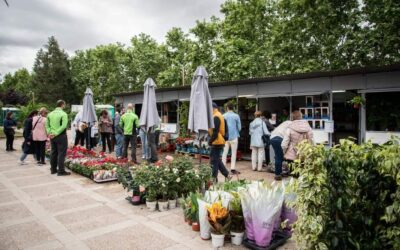 El Mercado de las Flores llenará a partir del lunes el paseo de Roma con más de 200 variedades de plantas en una cita que este año amplía sus casetas y productos