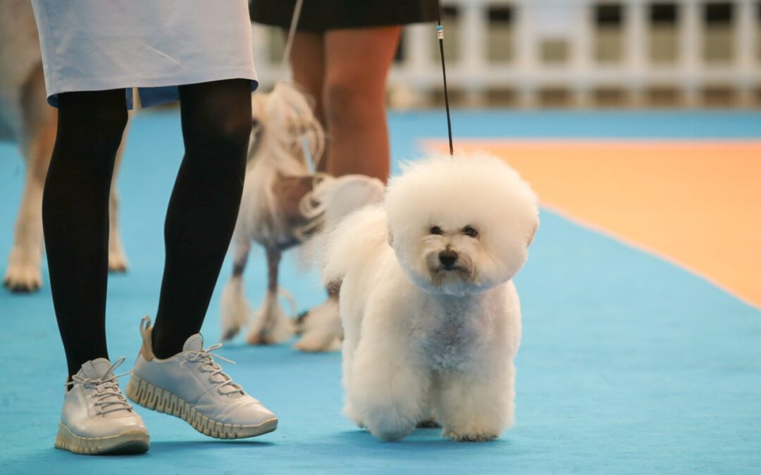 IFEME acogerá los días 18 y 19 de octubre la Exposición Nacional e Internacional Canina de Mérida, donde participarán más de 800 ejemplares caninos