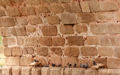El Ayuntamiento adjudica un contrato para el control de palomas en la ciudad