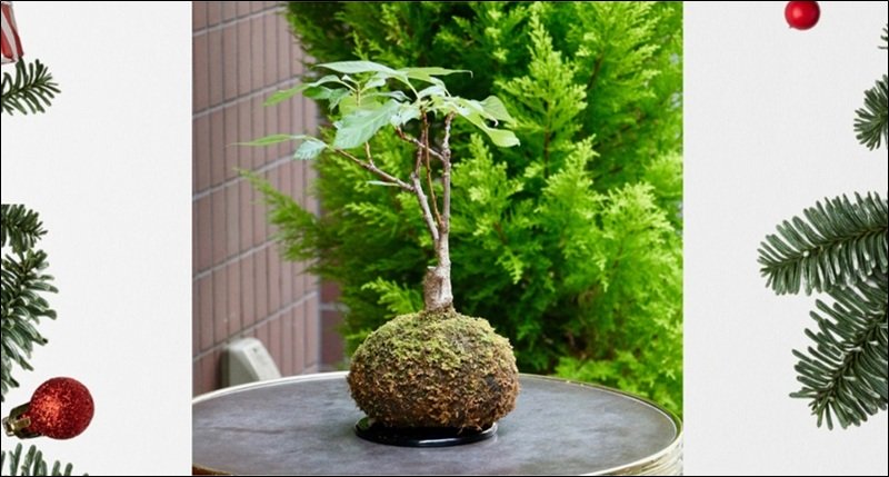 2025-mercado-taller-kokedama-peq