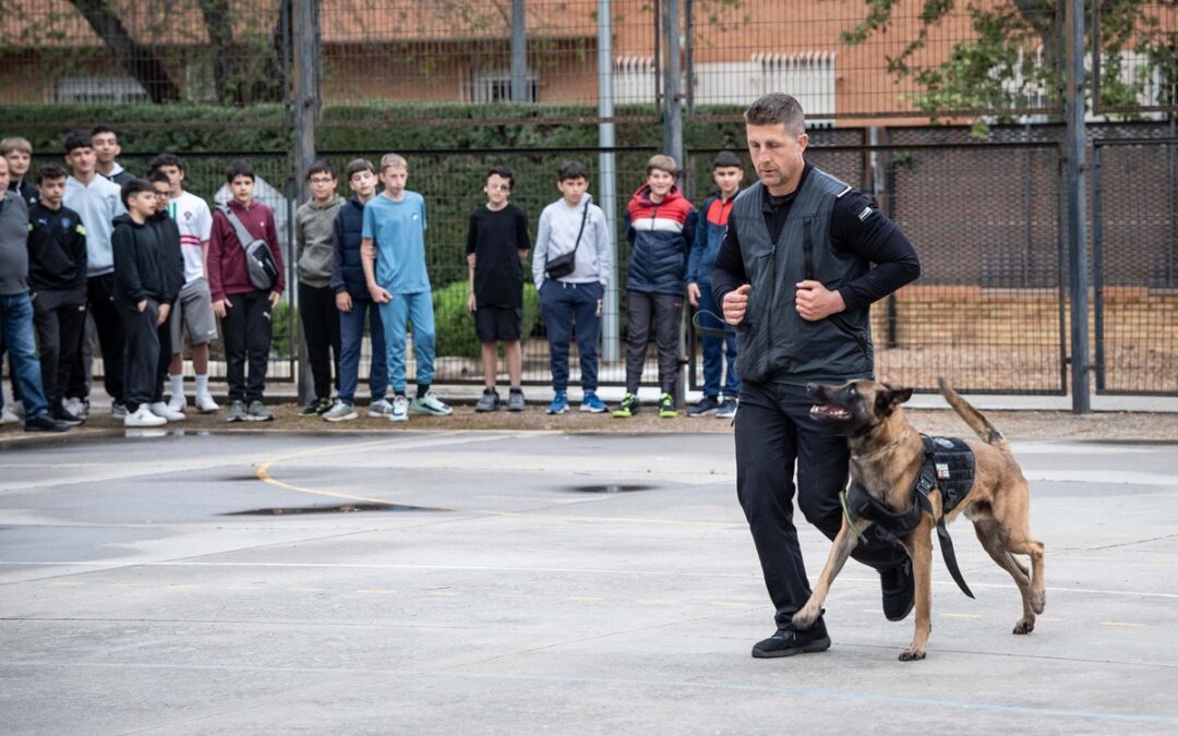La Asociación Vecinal Centro- San Albín organiza una gran exhibición canina con los perros de la Policía Local de Mérida y el Centro Canino ‘El Criador’ de Cáceres
