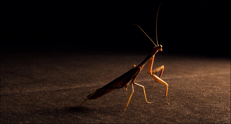 2026-expo-alvarado-peq