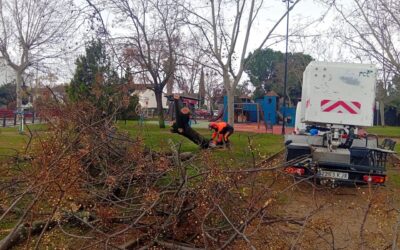 El Ayuntamiento cifra en 286 los árboles afectados en la ciudad por la borrasca Kristin