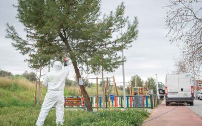 Trabajos en los parques y jardines para la prevención de la procesionaria del pino