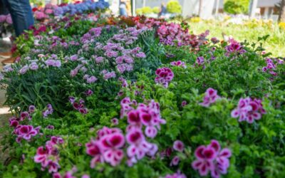 Abierto el plazo para la III edición del Mercado de las Flores, que se celebrará los días 28, 29 y 30 de abril en el Paseo de Roma