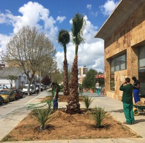 Parques y Jardines plantará 47 palmeras y sigue recuperando el entorno del casco urbano y barriadas
