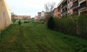 Parques y Jardines establece un plan de desbroces y podas en una primera fase de la primavera