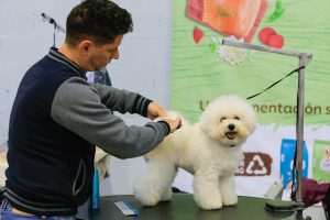 Más de 800 ejemplares estarán el próximo fin de semana en la Exposición Nacional e Internacional Canina de Mérida en IFEME