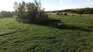 El ministerio de Agricultura no hará nuevas inversiones contra el camalote