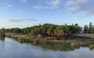 El Ayuntamiento licita el proyecto de automatización del sistema de riego de los parques del Guadiana, Siete sillas y San Antonio