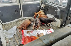 El Ayuntamiento impulsa un plan de identificación de canes así como de lucha contra el abandono y fomento de la adopción con la colaboración y apoyo del voluntariado y asociaciones de protección animal