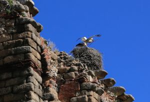 Continúa hasta la próxima semana el programa de actividades escolares del Mes de las Aves
