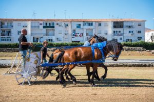 Las cuadrigas ya están realizando los entrenamientos en el Circo Romano para la celebración, mañana, del “Gran Circus Maximus”, la primera representación de una carrera de cuadrigas con ambientación histórica