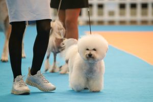 IFEME acogerá los días 18 y 19 de octubre la Exposición Nacional e Internacional Canina de Mérida, donde participarán más de 800 ejemplares caninos