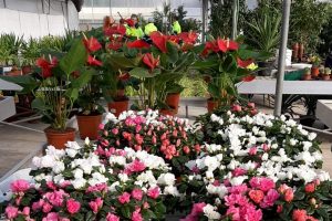 El Centro Especial de Empleo La Encina se prepara para engalanar la ciudad en los próximos eventos