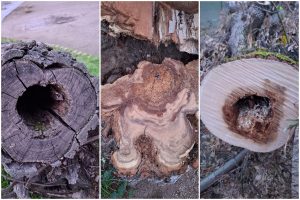 El análisis de los troncos de varios árboles del Parque López de Ayala constatan la presencia de hongos que están pudriendo la madera