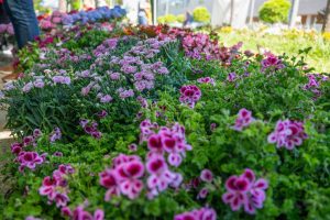 Abierto el plazo para la III edición del Mercado de las Flores, que se celebrará los días 28, 29 y 30 de abril en el Paseo de Roma