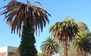 Comienza el cuarto tratamiento insecticida contra el picudo rojo en los jardines de la ciudad