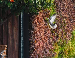 El Ayuntamiento continúa con la campaña de concienciación ciudadana para reducir la población de palomas