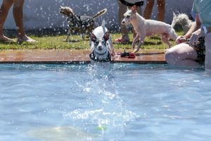 La Piscina del Complejo Polideportivo Diocles acoge este domingo la VI edición de “Patas al agua”