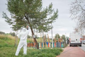 Trabajos en los parques y jardines para la prevención de la procesionaria del pino