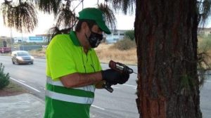 Comienza el tratamiento preventivo en los pinos de la ciudad para evitar la procesionaria