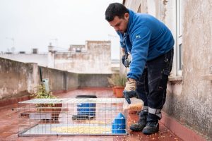 El Ayuntamiento publica la licitación del contrato de control de poblaciones de palomas